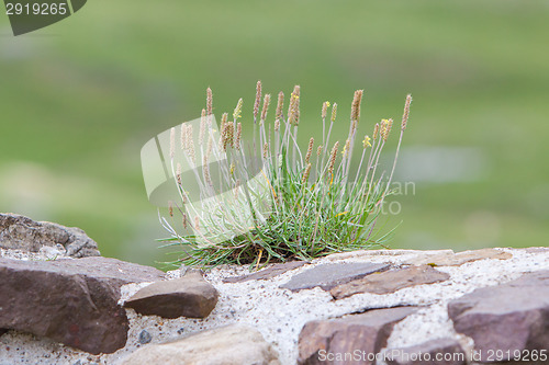 Image of Small flowers growing along the old brick wall