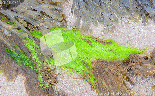 Image of Bright green plant on a beach