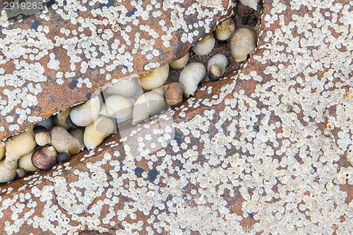 Image of Cluster of seashells