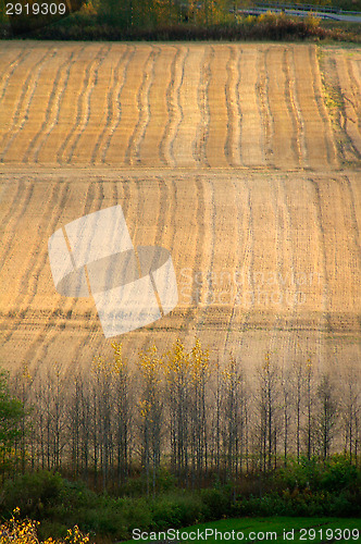 Image of Wheatfield