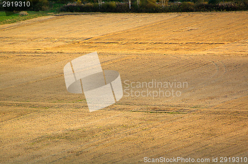 Image of Wheatfield