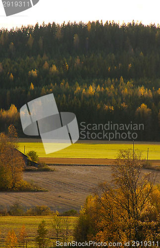 Image of Wheatfield