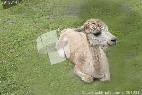 Image of Alpaca