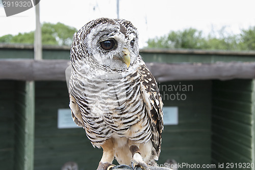 Image of Rufous Legged Owl