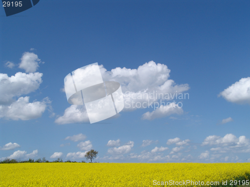 Image of rape landscape with tree