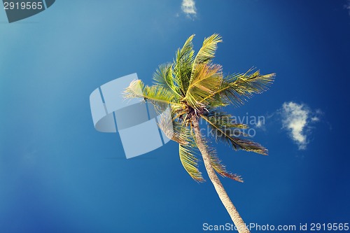 Image of palm tree over blue sky with white clouds