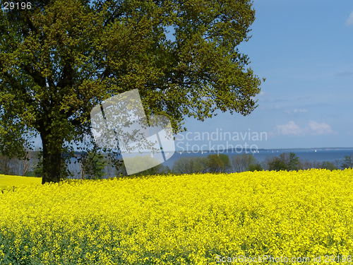 Image of rapefield at a fjord