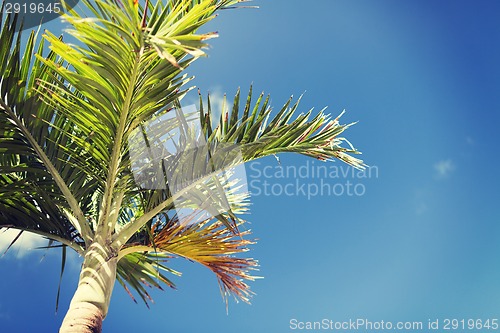 Image of palm tree over blue sky with white clouds