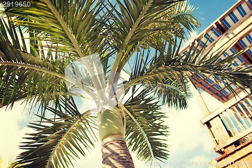 Image of palm tree over blue sky with white clouds