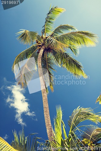 Image of palm tree over blue sky with white clouds