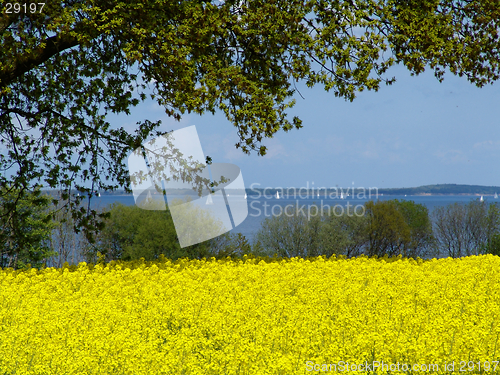 Image of rapefield at a fjord