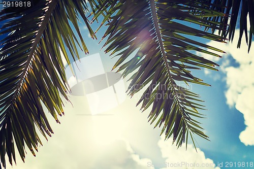 Image of palm tree over blue sky with white clouds