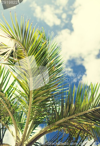 Image of palm tree over blue sky with white clouds