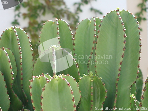 Image of Cactus