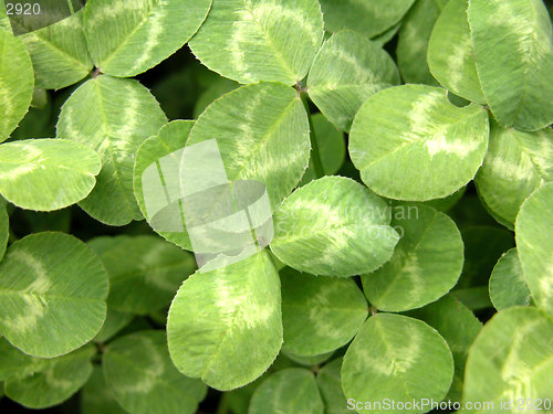 Image of clover