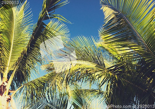 Image of palm tree over blue sky with white clouds