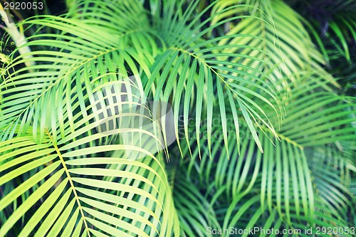 Image of close-up of palm tree leaves