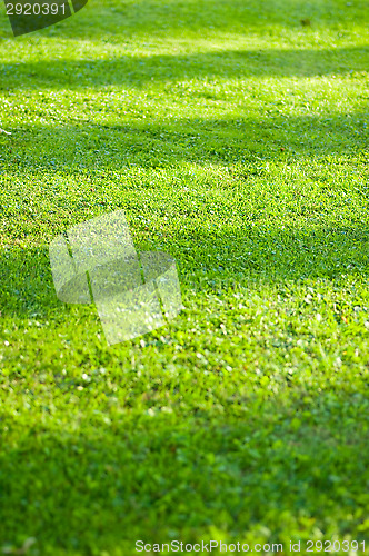 Image of Lawn