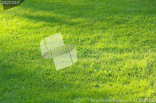 Image of Lawn