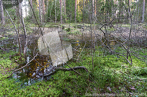 Image of Forest