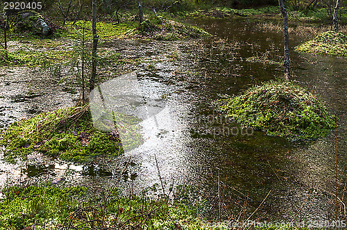 Image of Forest
