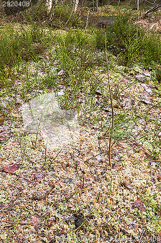 Image of Frosty moss