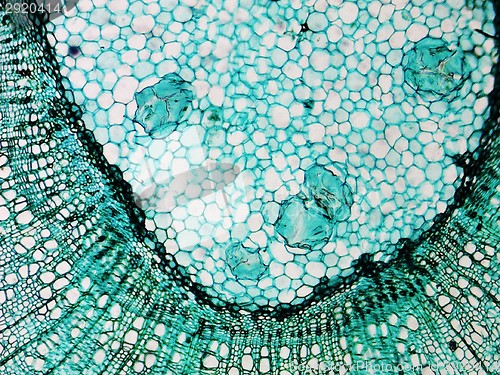 Image of Pine Wood micrograph
