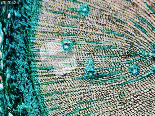 Image of Pine Wood micrograph