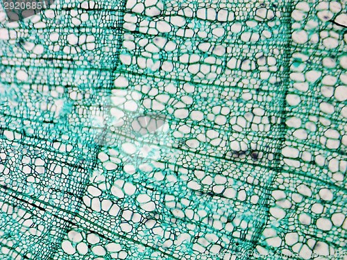 Image of Pine Wood micrograph