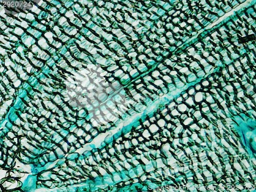 Image of Pine Wood micrograph