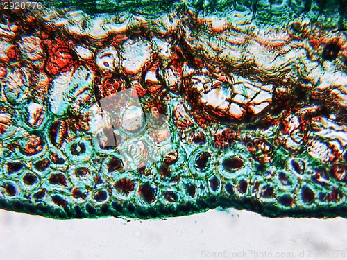 Image of Pine Wood micrograph