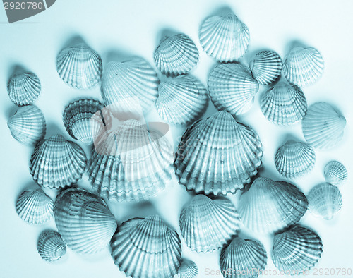 Image of Shells