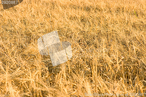 Image of Wheatfield