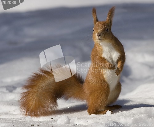 Image of squirrel