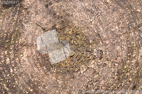 Image of Stump of a tree