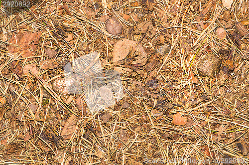 Image of Needles