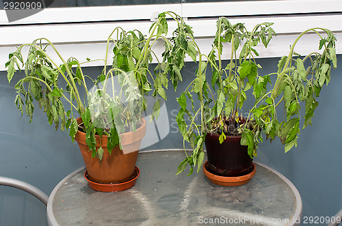 Image of Tomatoes