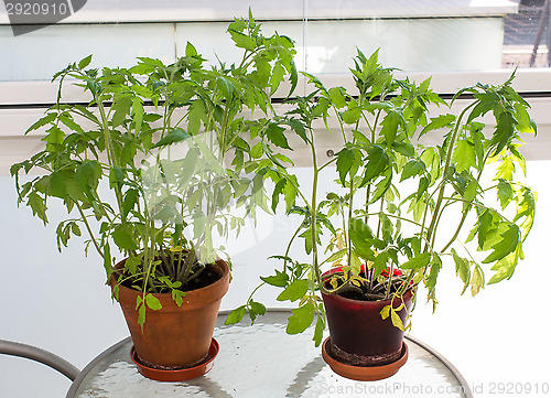 Image of Tomatoes