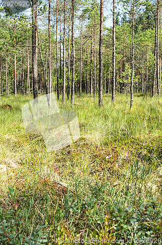 Image of Wetland