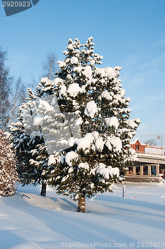 Image of Winter