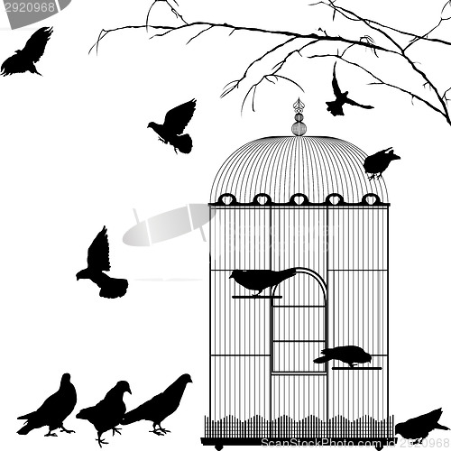 Image of Birdcage and birds