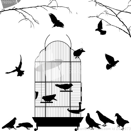 Image of Open bird cage and birds