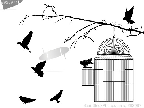 Image of Bird cage