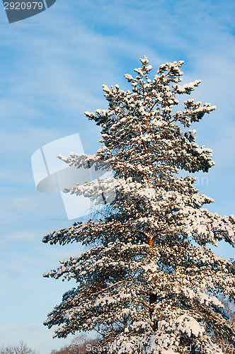 Image of Winter