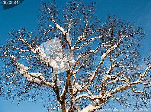 Image of Branches