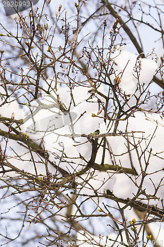 Image of Branches