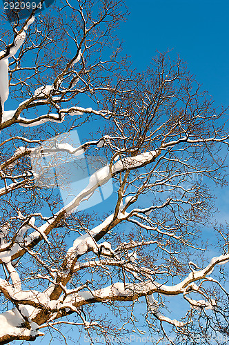 Image of Branches