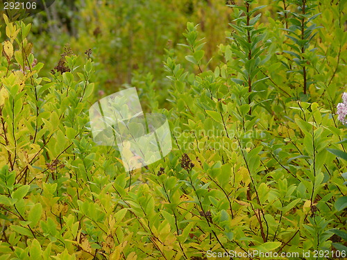 Image of Autum Colours