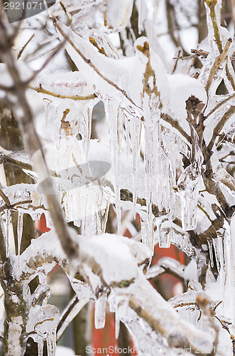 Image of Icicles