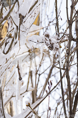 Image of Icicles